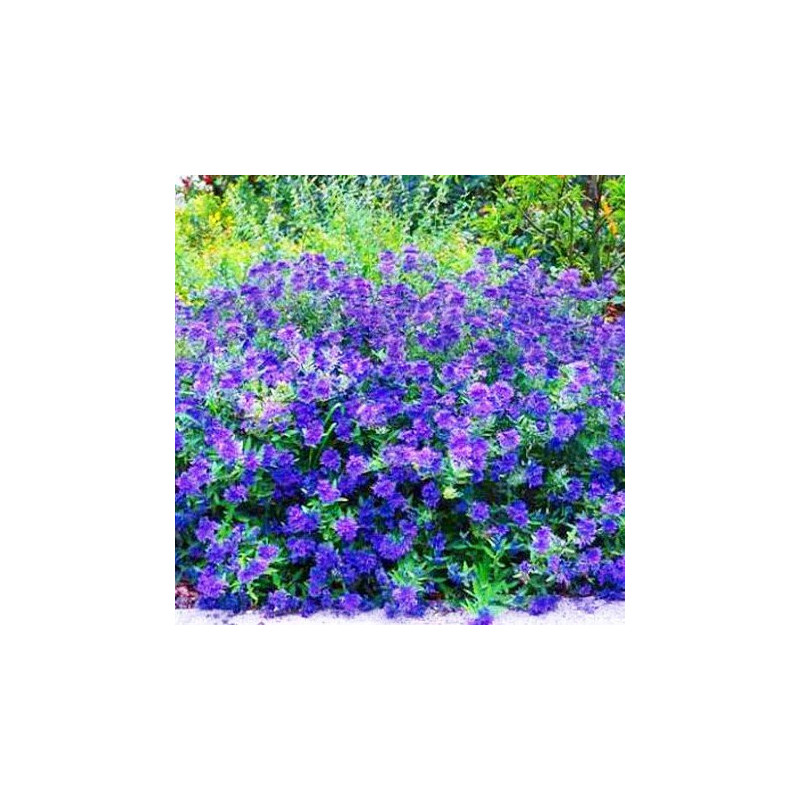 Barbula klandońska cena