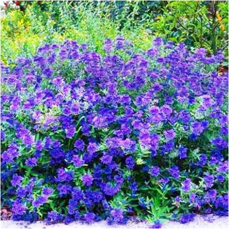 Barbula klandońska cena