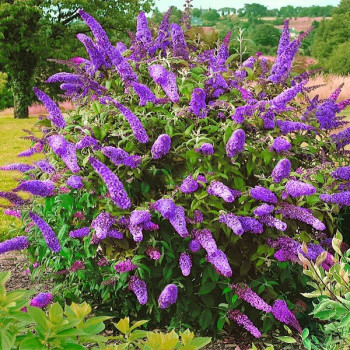 Budleja dawida "NANHO BLUE"