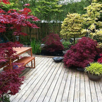 Klon palmowy "Dissectum Garnet"