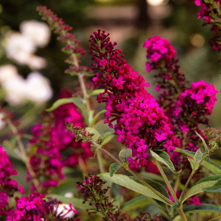 Budleja czerwona cena