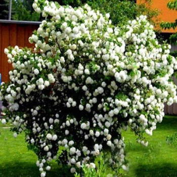 Kalina koralowa  'Opulus Roseum'