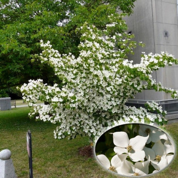 Dereń "KOUSA" (Cornus Kousa) - SADZONKA