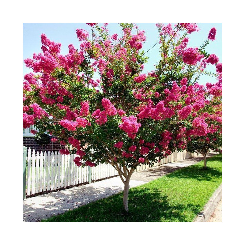 Lagerstroemia indyjska sadzonki