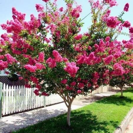 Lagerstroemia indyjska sadzonki