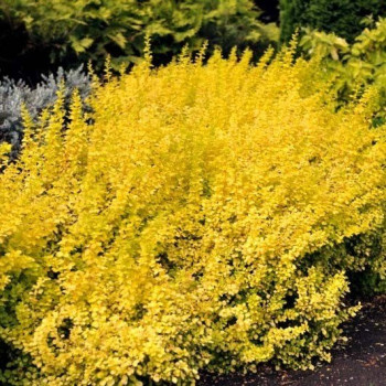 berberys złoty sklep