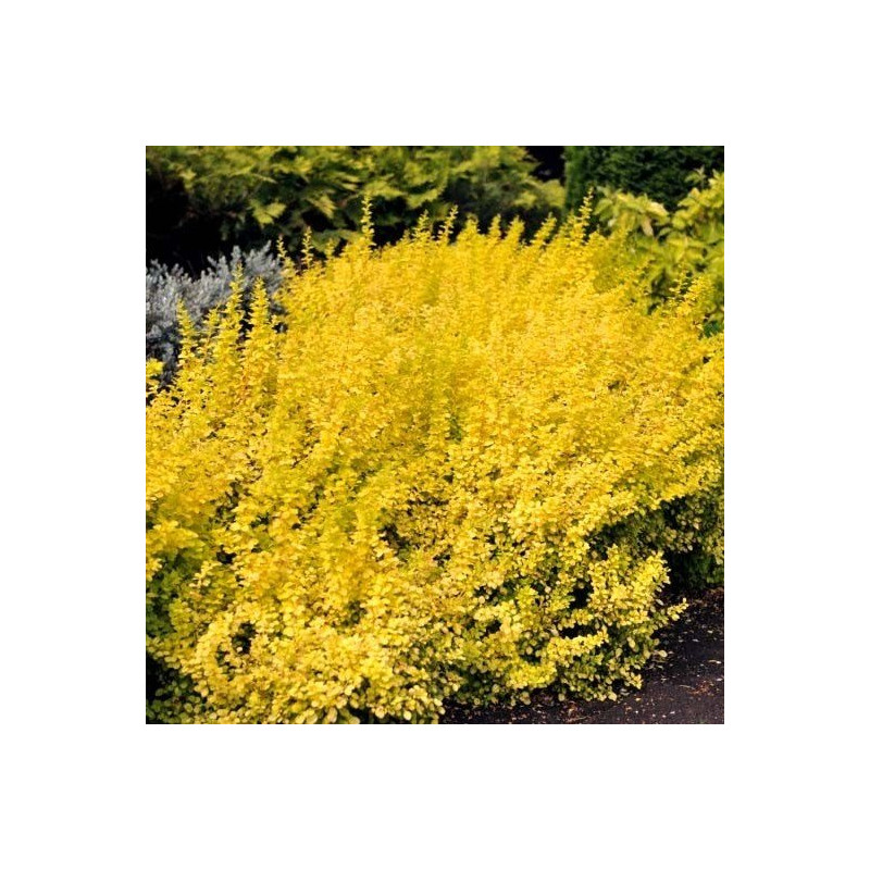 berberys złoty sklep