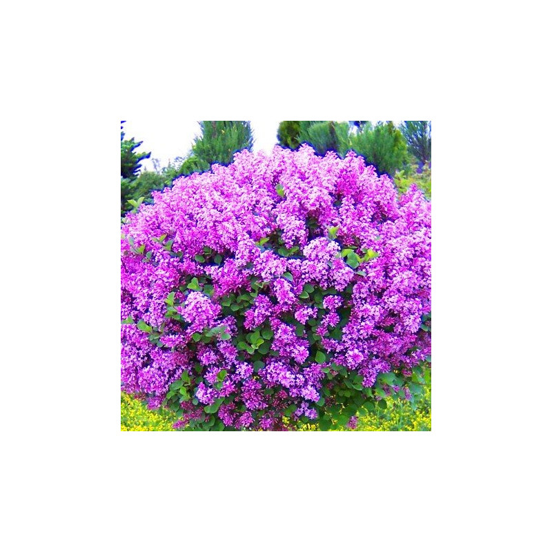 Lilak Meyera Palibin