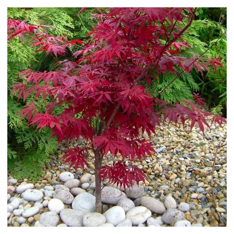 Klon palmowy Atropurpurea