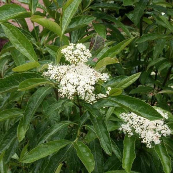 Kalina Białojagodowa "Pink Beauty"