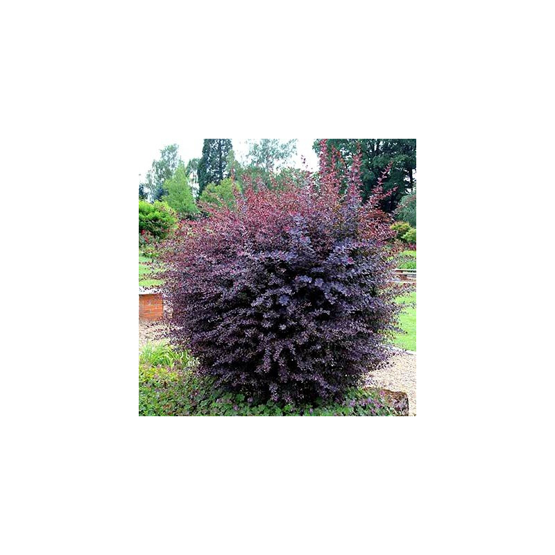 Berberys ottawski Silver Miles