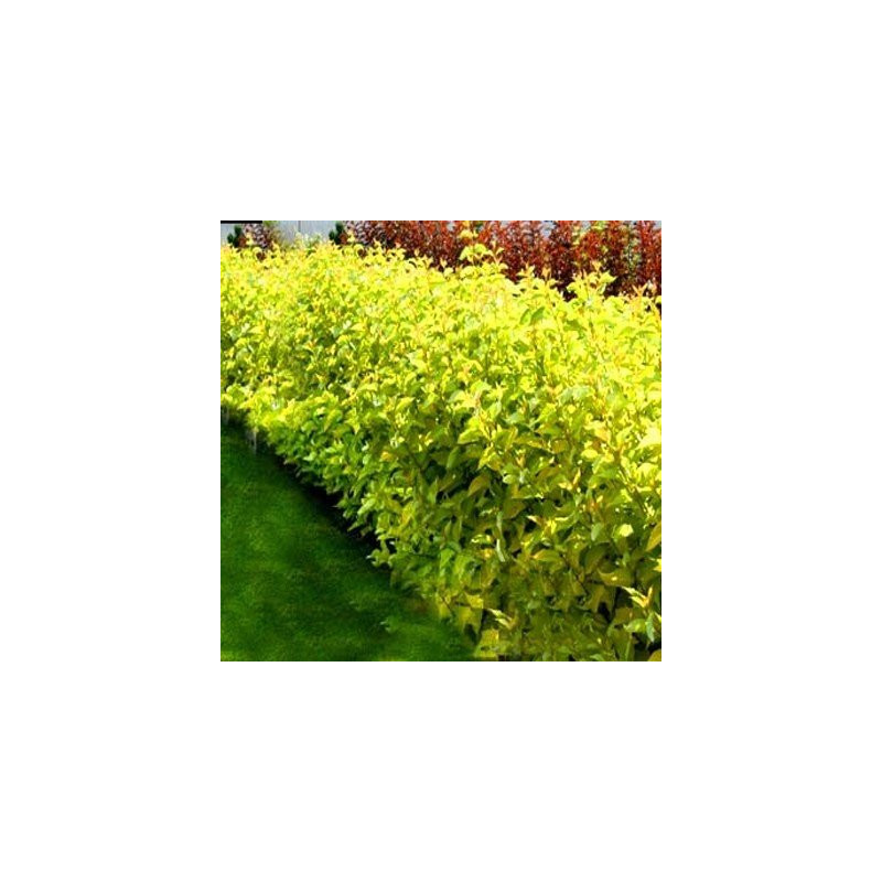 szybkorosnący żywopłot