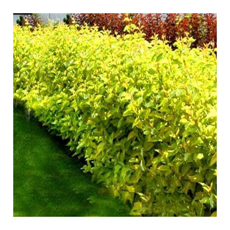 szybkorosnący żywopłot