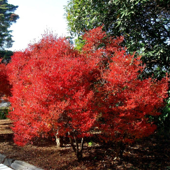 Enkiant Woreczkowaty