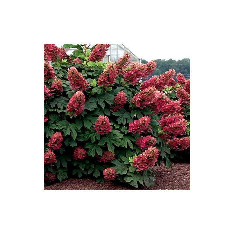 Hortensja dębolistna Burgundy cena