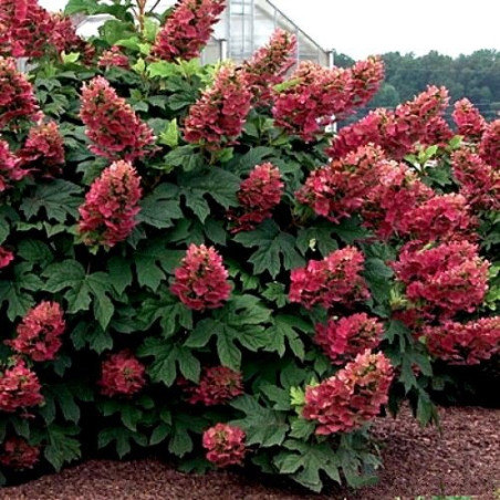 Hortensja dębolistna Burgundy cena