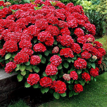 Hortensja Ogrodowa 'ALPENGLUHEN'