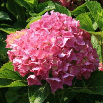 Hortensja Ogrodowa 'FREUDENSTEIN'