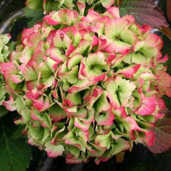 Hortensja ogrodowa "MAGICAL JADE"
