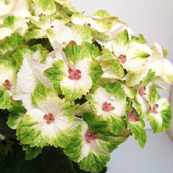 Hortensja Ogrodowa 'MAGICAL NOBLESSE'