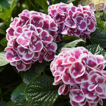 Hortensja Ogrodowa 'MARS'