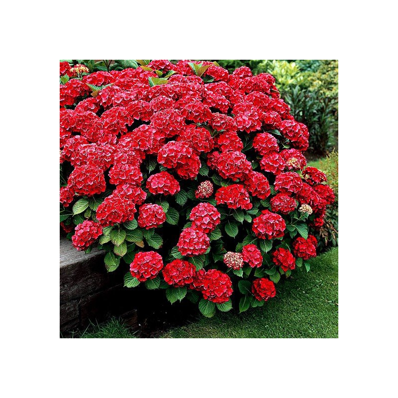 Hortensja ogrodowa Red Baron