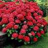 Hortensja ogrodowa Red Baron