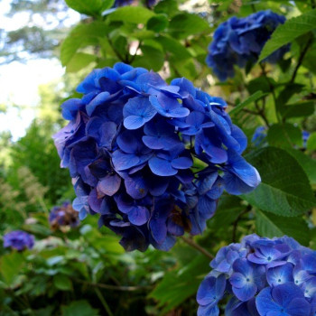 Hortensja ogrodowa 'RENATE STEINIGER'