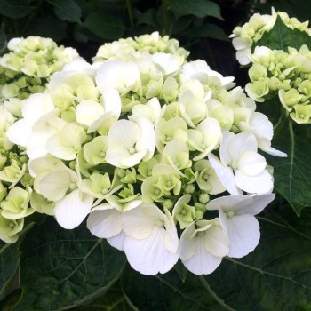 Hortensja ogrodowa 'SCHNEEBALL'