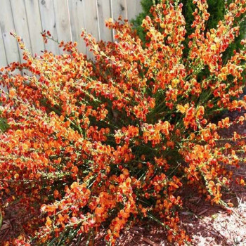 Żarnowiec miotlasty Lena