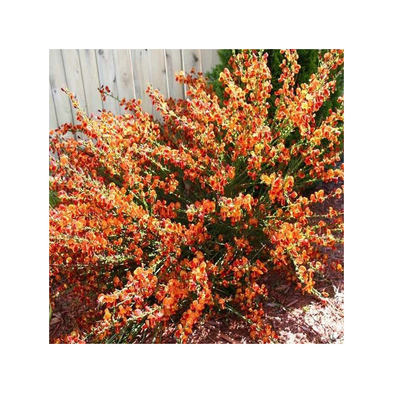 Żarnowiec miotlasty Lena