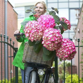 Hortensja ogrodowa "Yvonne"