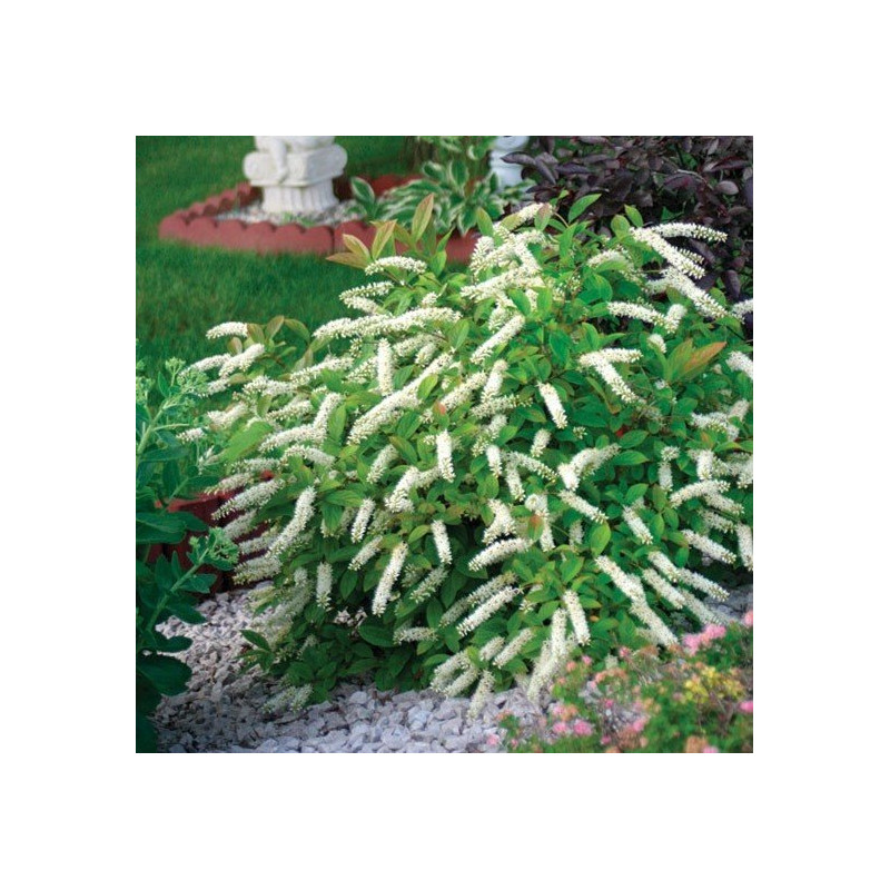 Itea wirginijska cena