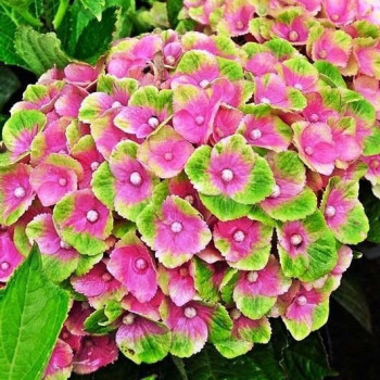 Hortensja Ogrodowa 'MAGICAL CORAL'