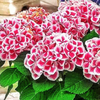 Hortensja Ogrodowa 'CAMILLA' - Sadzonka 2-letnia