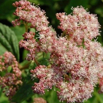 Hortensja krzewiasta 'PINK PINCUSHION'