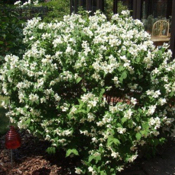 Jaśminowiec  Manteau D'hermine