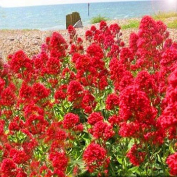 Ostrogowiec czerwony 'Coccineus'