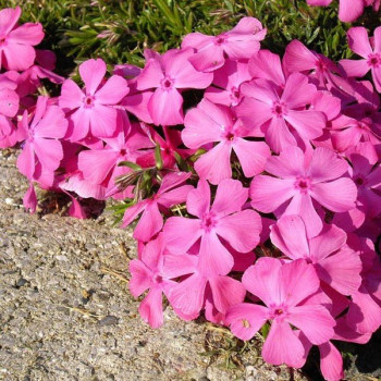 Floks Mcdaniel's Cushion