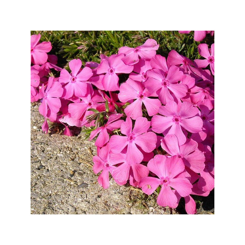 Floks Mcdaniel's Cushion