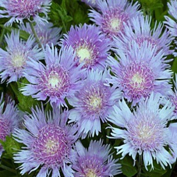 Stokezja niebieska sklep