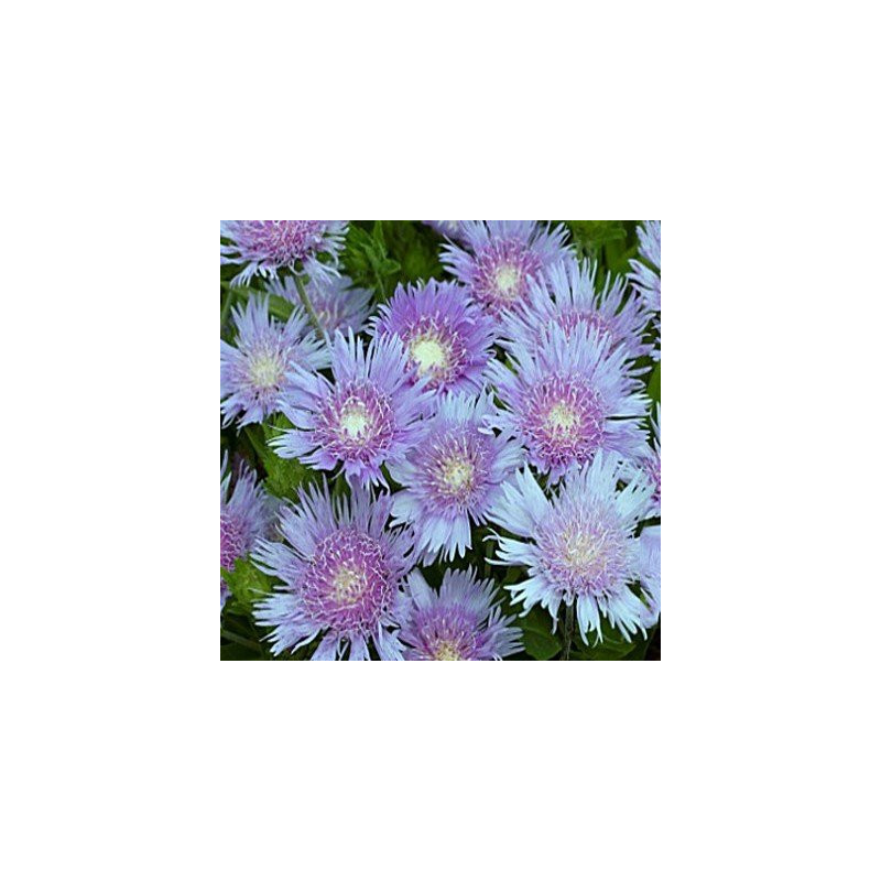 Stokezja niebieska sklep