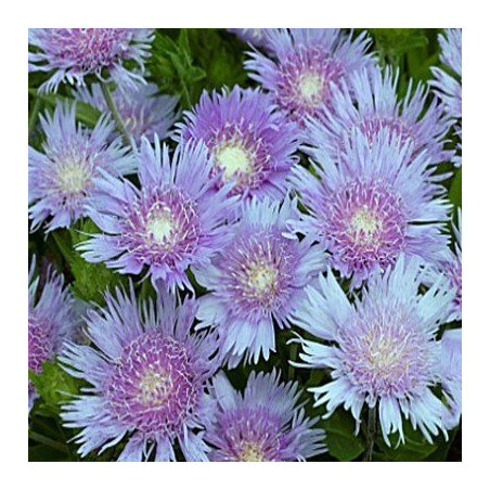 Stokezja niebieska sklep