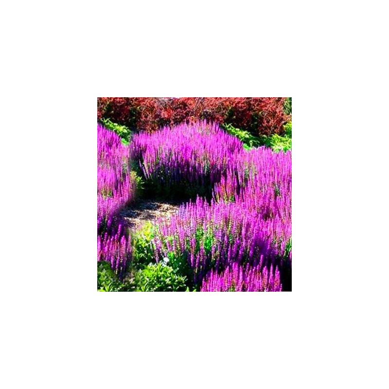 szałwia omszona merleau rose