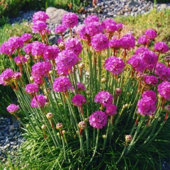 Zawciąg nadmorski "Splendens"