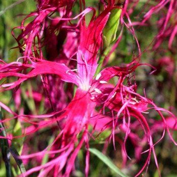 Goździk chiński - Dianthus chinensis "Dancing Geisha"