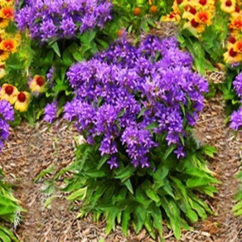 Dzwonek skupiony "Bellefleur blue"