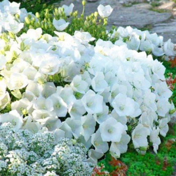 Dzwonek karpacki Alba cena