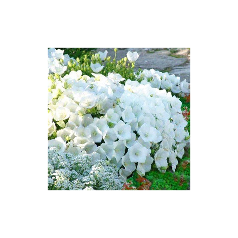 Dzwonek karpacki Alba cena