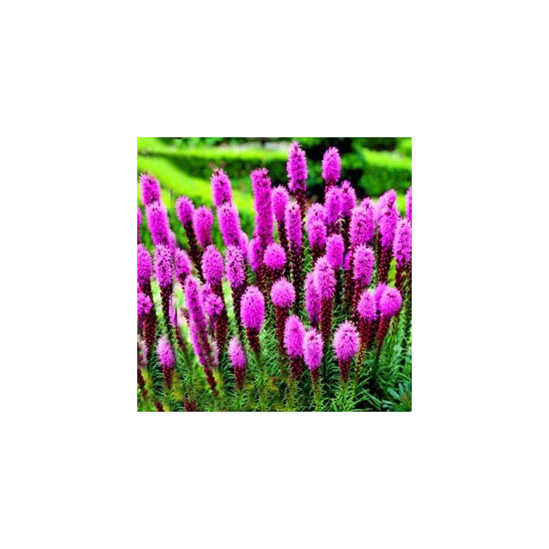 Liatra kłosowa kobold